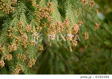 花粉症の敵の写真素材