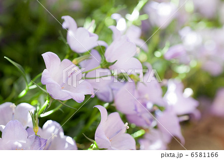 カンパニュラ　メリーベル 6581166