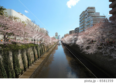 目黒川の桜、満開 目黒川の桜、満開 6581359