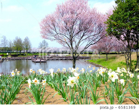 古代蓮公園 古代蓮公園 6581369