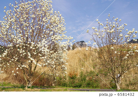 ハクモクレン 6581432