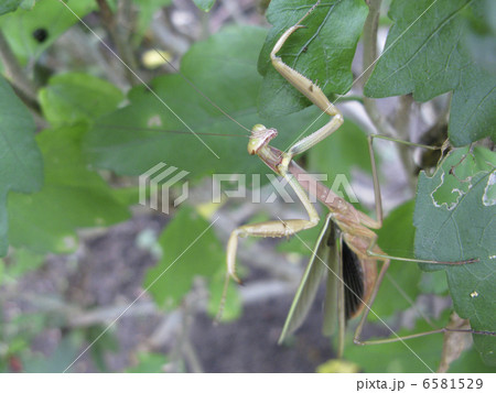 オオカマキリ 6581529