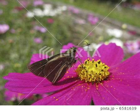 チャバネセセリとコスモス 6581639