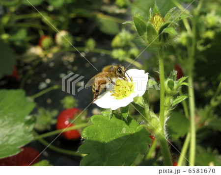 イチゴの花とミツバチ 6581670