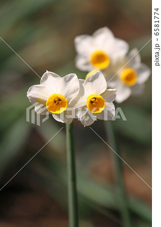 日本水仙 6581774