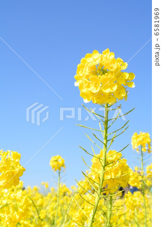 菜の花 菜の花 6581969