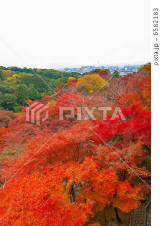 清水寺　錦雲渓 6582183