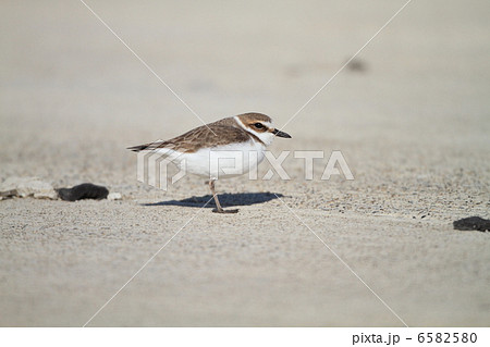 シロチドリ シロチドリ 6582580