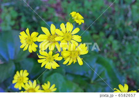 ツワブキの花 6582657