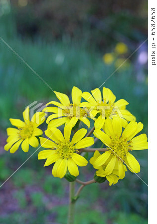 ツワブキの花 6582658