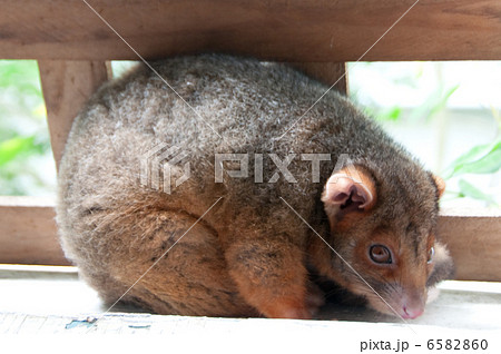 ポッサムの赤ちゃん 6582860