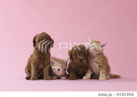 集まれ!子犬と子猫 集まれ!子犬と子猫 6582908