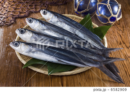 鮮魚百選２ 6582909