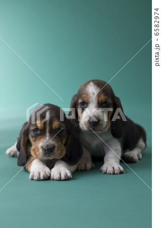 集まれ！子犬と子猫 6582974