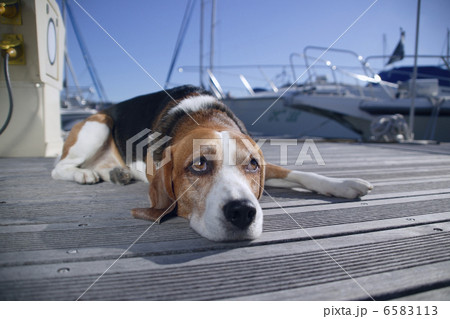 DOGS 生活編 6583113