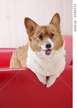 DOGS 生活編 6583223