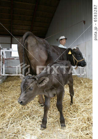 北海道・酪農・農業風景 6583287