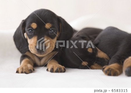 かわいい子犬 6583315