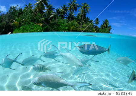 海と魚と珊瑚礁 海と魚と珊瑚礁 6583345