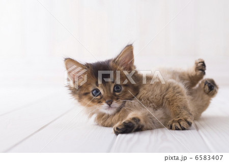 かわいい子猫 かわいい子猫 6583407