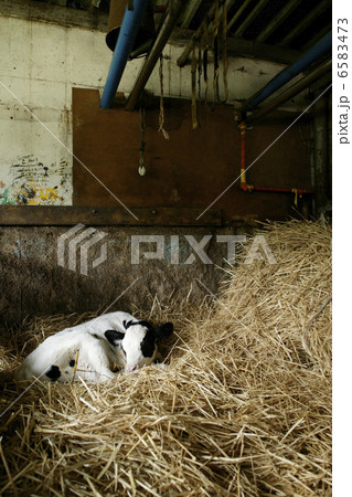 北海道・酪農・農業風景 6583473