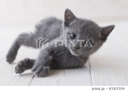 かわいい子猫 6583504