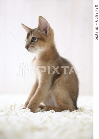 CATS CATS 6583730