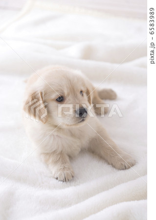 かわいい子犬 かわいい子犬 6583989