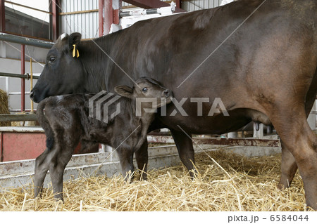 北海道・酪農・農業風景 6584044