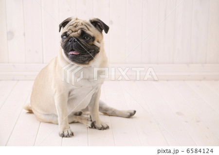 DOGS 生活編 6584124