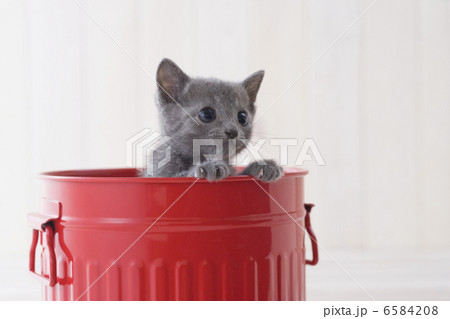 かわいい子猫 6584208