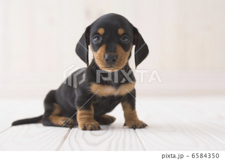 かわいい子犬 かわいい子犬 6584350