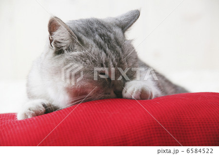 CATS 6584522