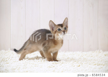 CATS 6584534
