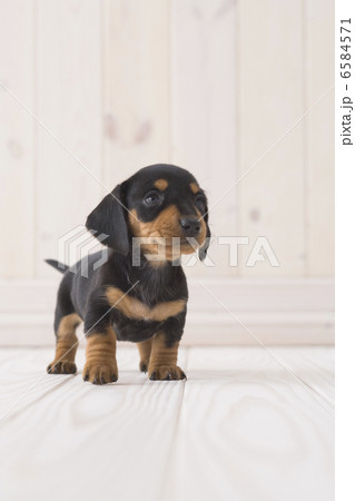 かわいい子犬 6584571