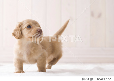かわいい子犬 かわいい子犬 6584772