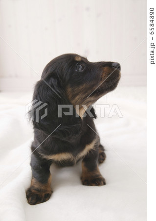 DOGS 生活編 DOGS 生活編 6584890
