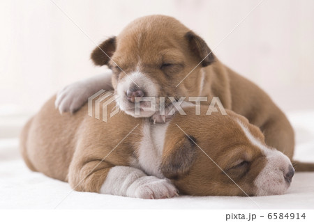 かわいい子犬 6584914