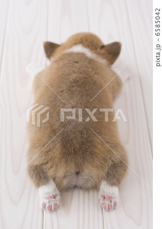かわいい子犬 6585042