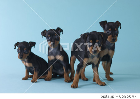 集まれ！子犬と子猫 6585047