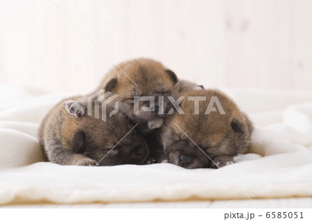 かわいい子犬 かわいい子犬 6585051