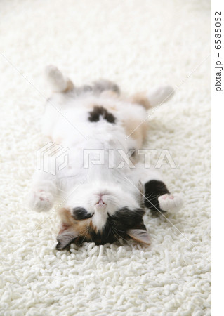 CATS CATS 6585052