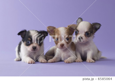 集まれ！子犬と子猫 6585064