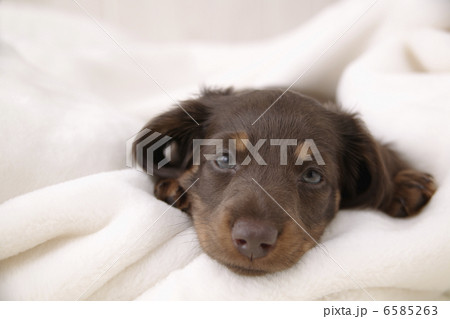 DOGS 生活編 6585263