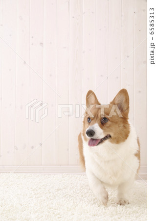 DOGS 生活編 6585313