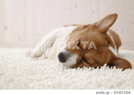 DOGS 生活編 6585366