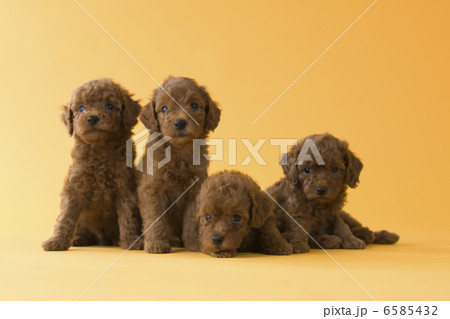 集まれ!子犬と子猫 集まれ!子犬と子猫 6585432