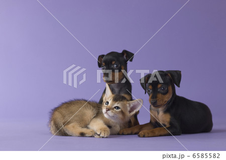集まれ！子犬と子猫 6585582