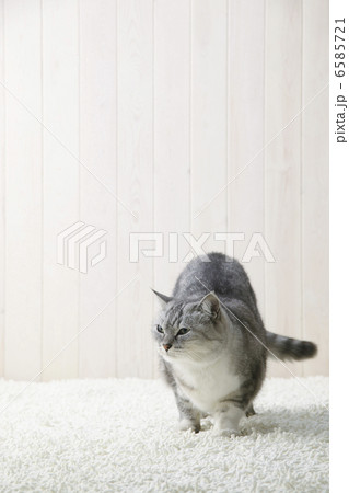 CATS 6585721