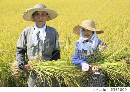 米作り 米作り 6585809